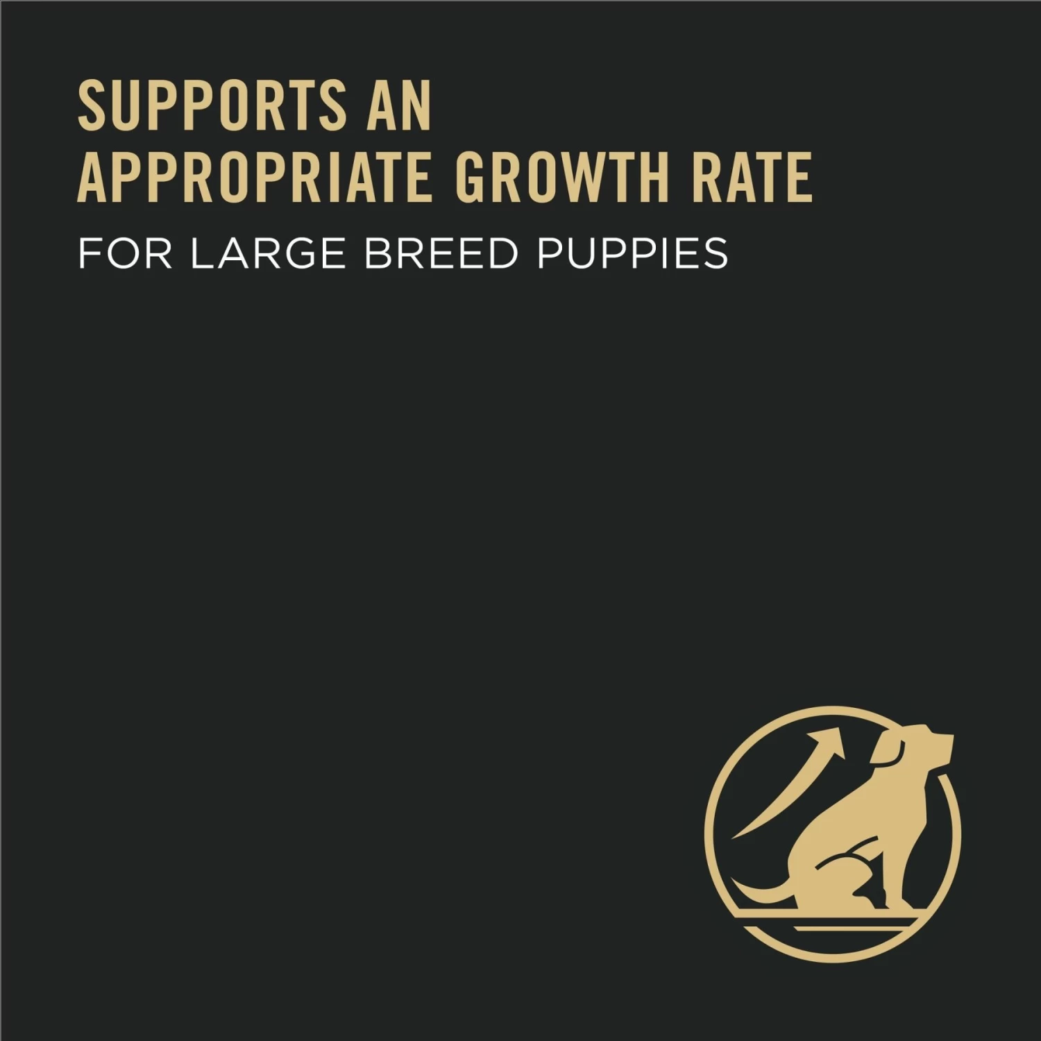 Purina Pro Plan High Protein Chicken & Rice Formula Large Breed Dry Puppy Food & Wellness Soft Puppy Bites Lamb & Salmon Recipe Grain-Free Natural Dog Treats - Image 9