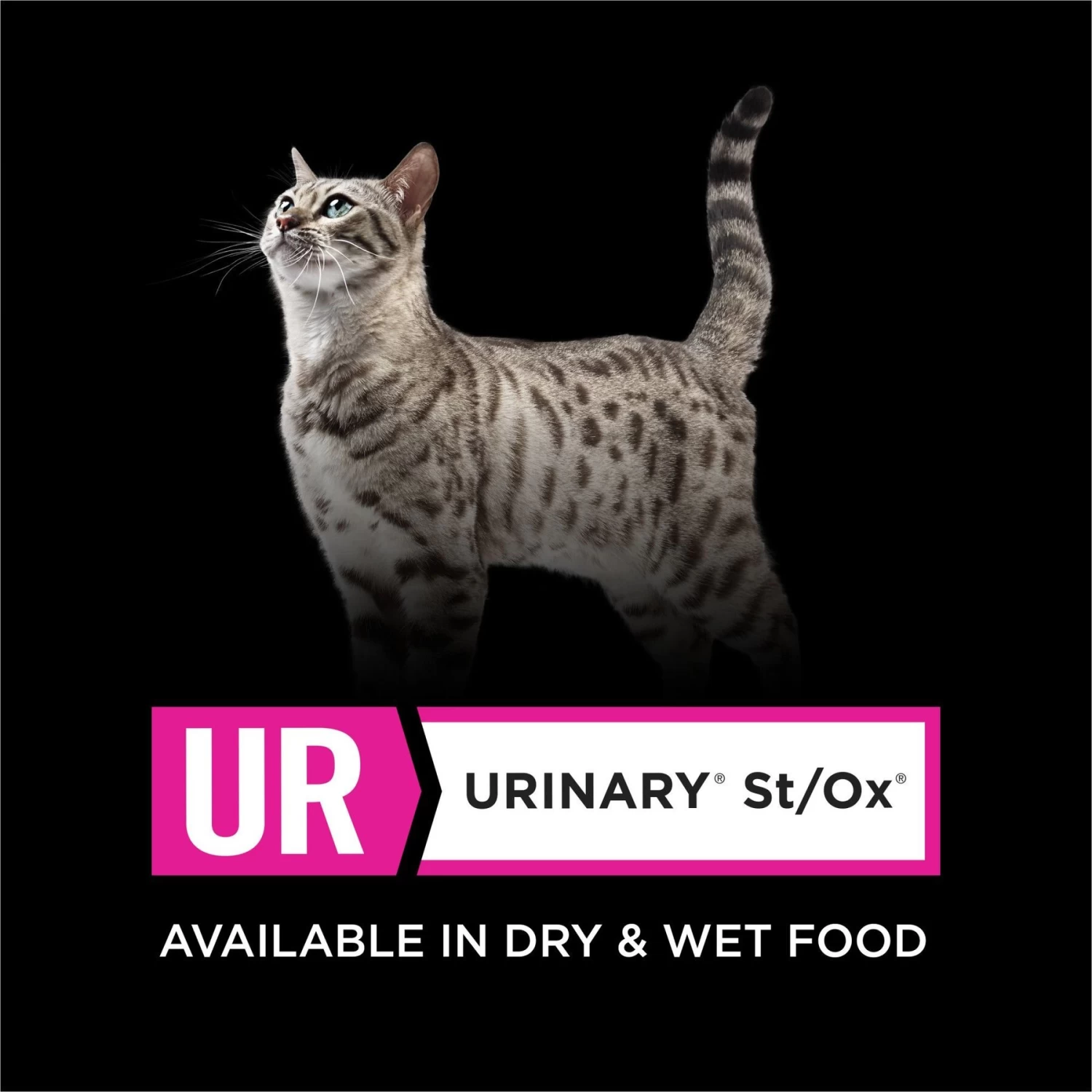 Purina Pro Plan Veterinary Diets UR Urinary St/Ox Savory Selects Turkey & Giblets In Sauce Wet Cat Food - Image 6